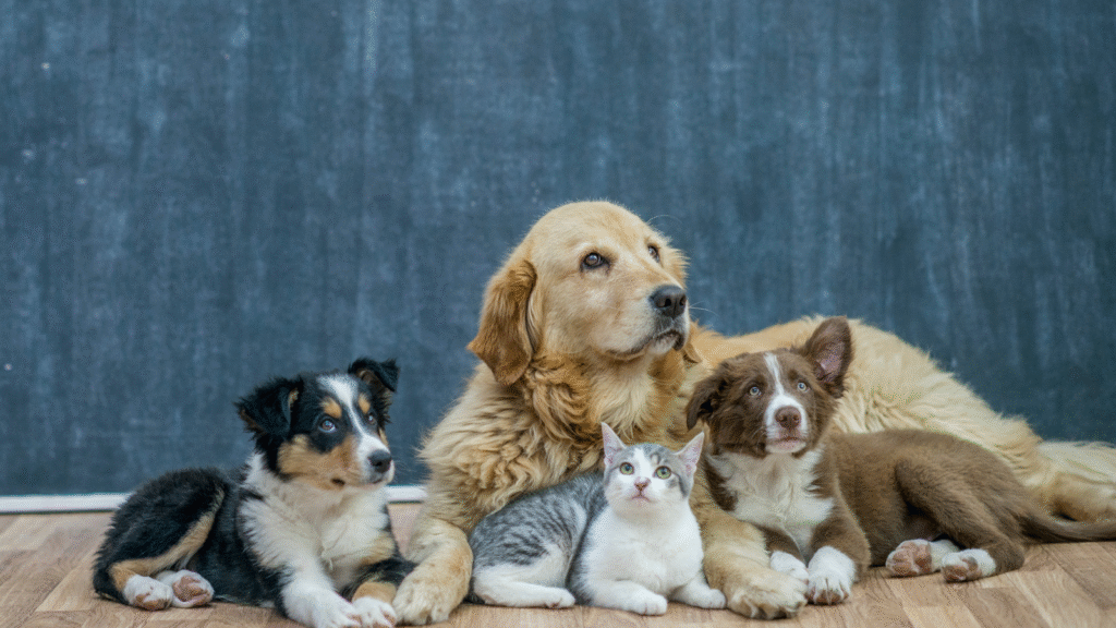 What Are the Most Common Pets? A Friendly Guide to the Animals We Love What Are the Most Common Pets? A Friendly Guide to the Animals We Love